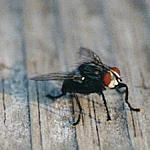 mosca[1].jpg